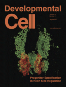 Corneal Epithelial Cell Fate Is Maintained during Repair by Notch1 Signaling via the Regulation of Vitamin A Metabolism