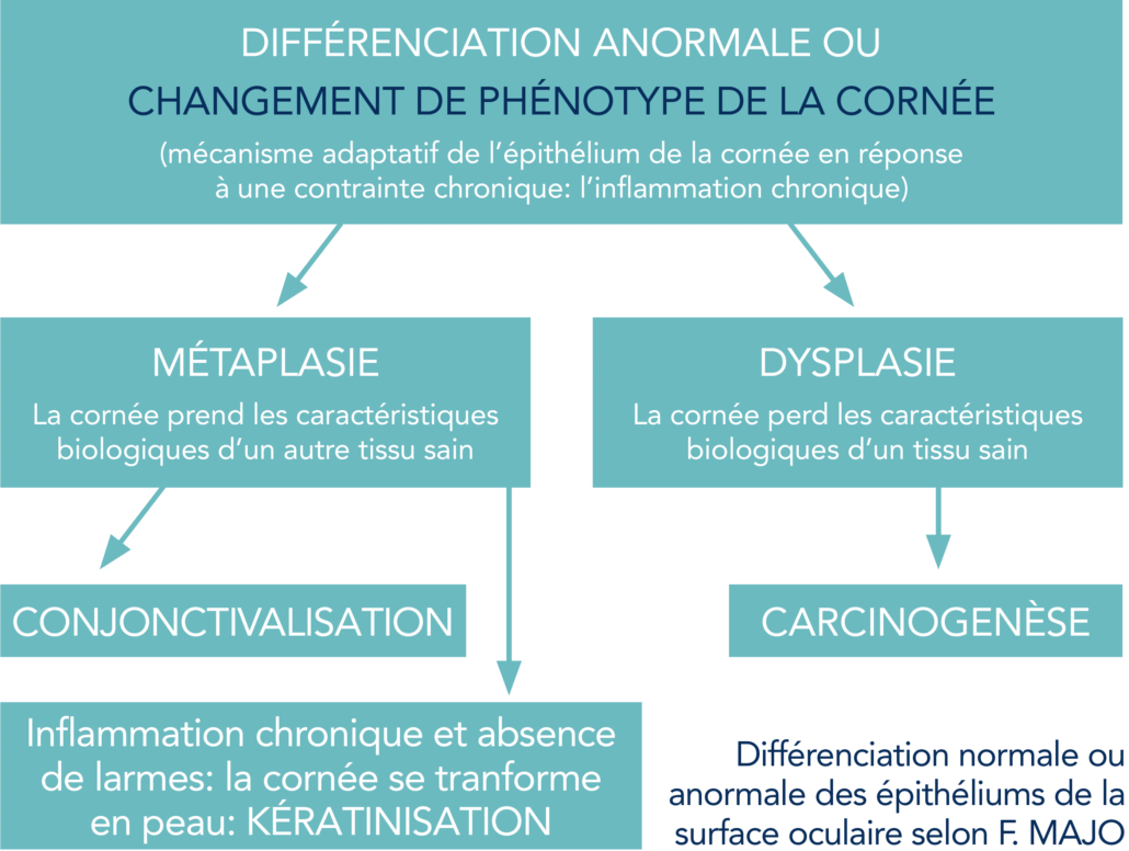 Différenciation anormale ou changement de phénotype de la cornée