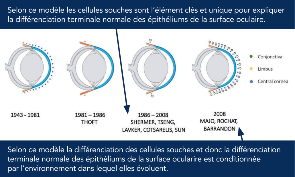 Histoire du renouvellement de l’épithélium de la cornée.
